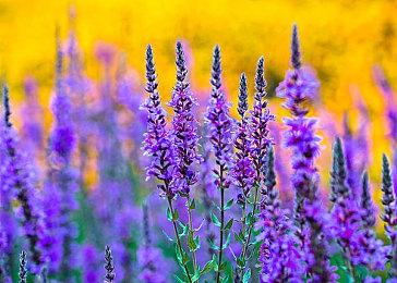 2D格斗游戏新作《八尺鸦》公开 Q1登陆Steam与街机